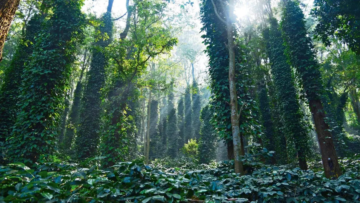 Sunlit forest of tall trees at Araku Valley